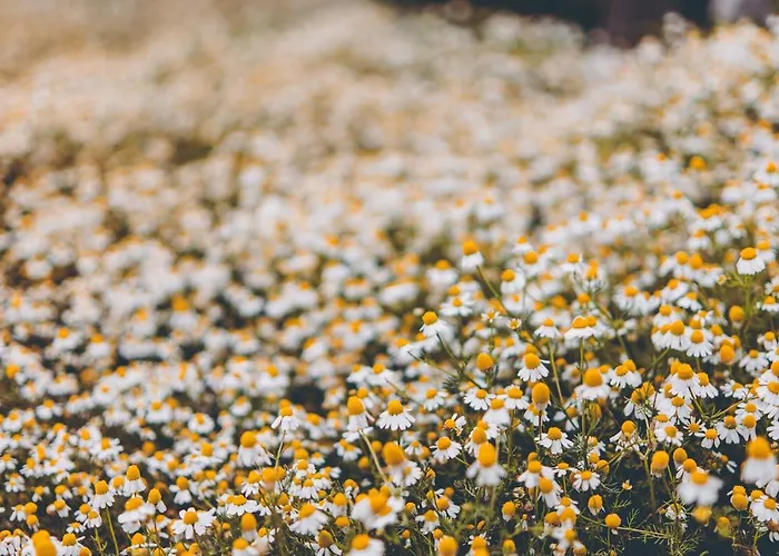 Ktima Dimitrios 度假居 *